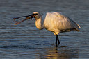BUITEN BEELD Foto: 246870