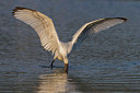 BUITEN BEELD Foto: 246872