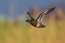 BUITEN BEELD Foto: 246877