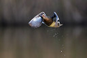 BUITEN BEELD Foto: 246878