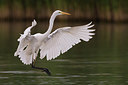 BUITEN BEELD Foto: 246888