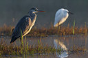 BUITEN BEELD Foto: 246911