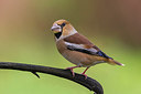 BUITEN BEELD Foto: 246918