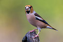 BUITEN BEELD Foto: 246922
