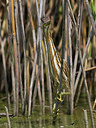 BUITEN BEELD Foto: 246929