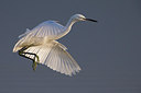 BUITEN BEELD Foto: 246932