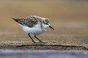 BUITEN BEELD Foto: 246951