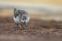 BUITEN BEELD Foto: 246954
