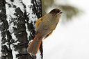 BUITEN BEELD Foto: 247006