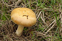 BUITEN BEELD Foto: 247022