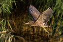 BUITEN BEELD Foto: 247051