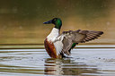 BUITEN BEELD Foto: 247052