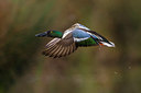 BUITEN BEELD Foto: 247053