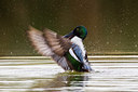 BUITEN BEELD Foto: 247056