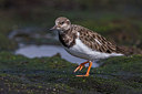 BUITEN BEELD Foto: 247078