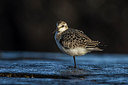 BUITEN BEELD Foto: 247079