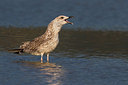 BUITEN BEELD Foto: 247121