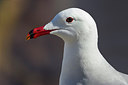 BUITEN BEELD Foto: 247154