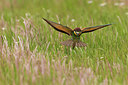 BUITEN BEELD Foto: 247174