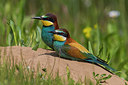 BUITEN BEELD Foto: 247190