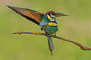 BUITEN BEELD Foto: 247191