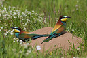 BUITEN BEELD Foto: 247212