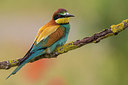 BUITEN BEELD Foto: 247214