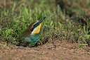 BUITEN BEELD Foto: 247215
