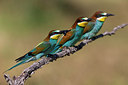 BUITEN BEELD Foto: 247228