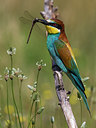 BUITEN BEELD Foto: 247233