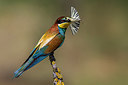 BUITEN BEELD Foto: 247234