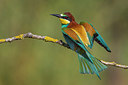 BUITEN BEELD Foto: 247254