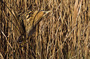 BUITEN BEELD Foto: 247284