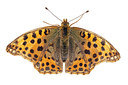 BUITEN BEELD Foto: 247355