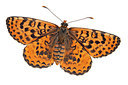 BUITEN BEELD Foto: 247357