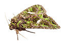 BUITEN BEELD Foto: 247358