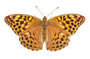BUITEN BEELD Foto: 247374