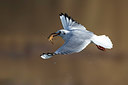 BUITEN BEELD Foto: 247389