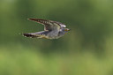 BUITEN BEELD Foto: 247392