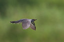 BUITEN BEELD Foto: 247393