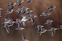 BUITEN BEELD Foto: 247407