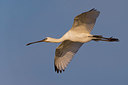 BUITEN BEELD Foto: 247440