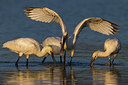 BUITEN BEELD Foto: 247450