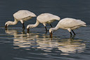 BUITEN BEELD Foto: 247453