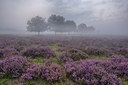 BUITEN BEELD Foto: 247548