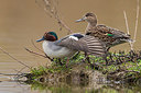 BUITEN BEELD Foto: 247583
