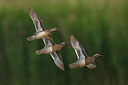 BUITEN BEELD Foto: 247598