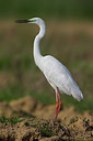 BUITEN BEELD Foto: 247608