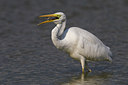 BUITEN BEELD Foto: 247610