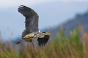 BUITEN BEELD Foto: 247620